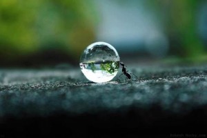 ant pushing droplet of water